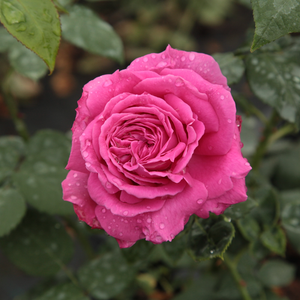 Roza - Roza - Madame Isaac Pereire - Na spletni nakup vrtnice
